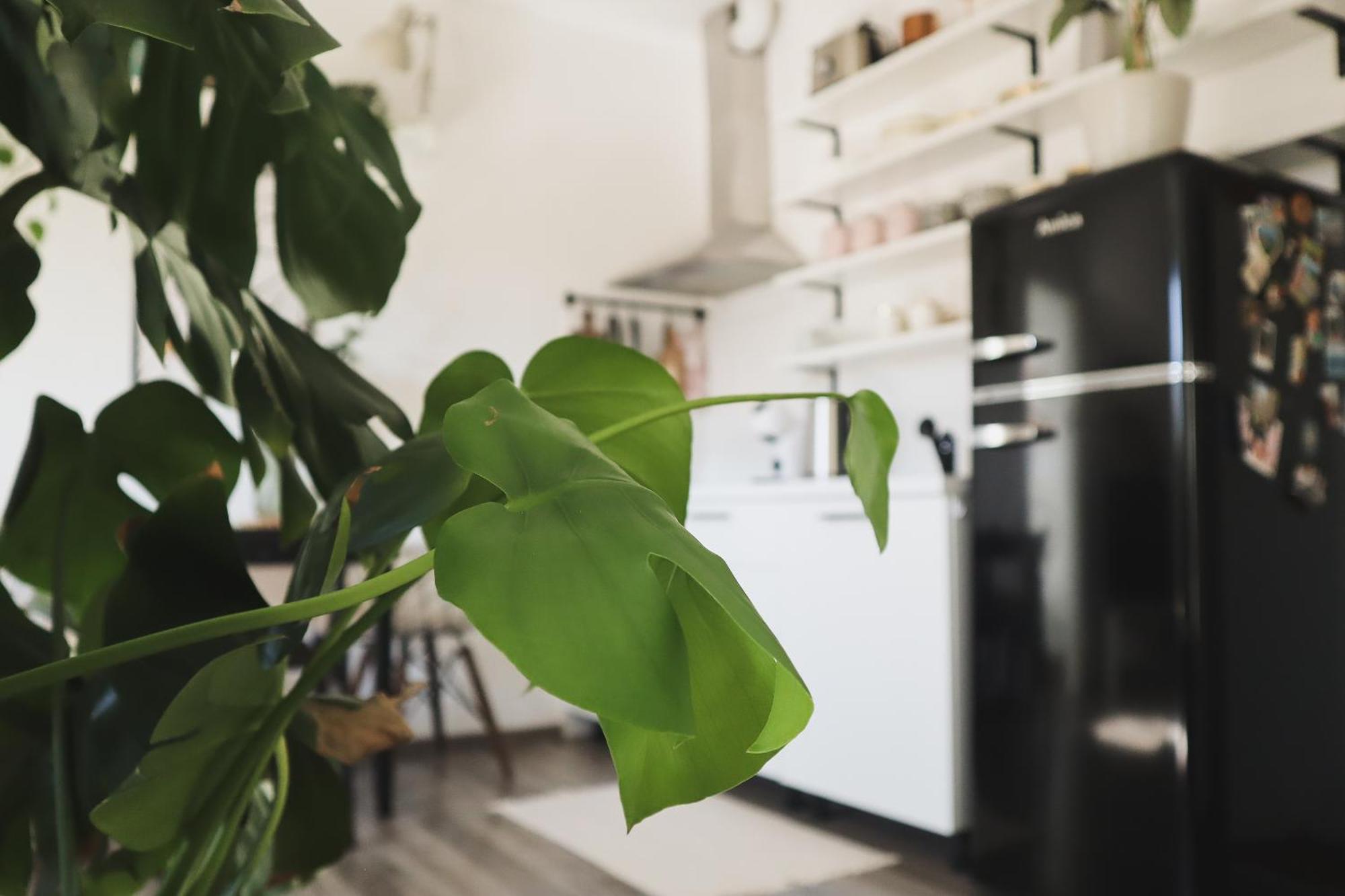 Urban Jungle Apartment - Free Parking ลูบลิยานา ภายนอก รูปภาพ
